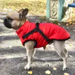 Waterproof Furry Jacket for Dogs of All Sizes - Image 2