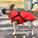 Waterproof Furry Jacket for Dogs of All Sizes - Image 2