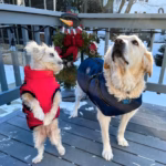Waterproof Furry Jacket for Dogs of All Sizes - Image 4